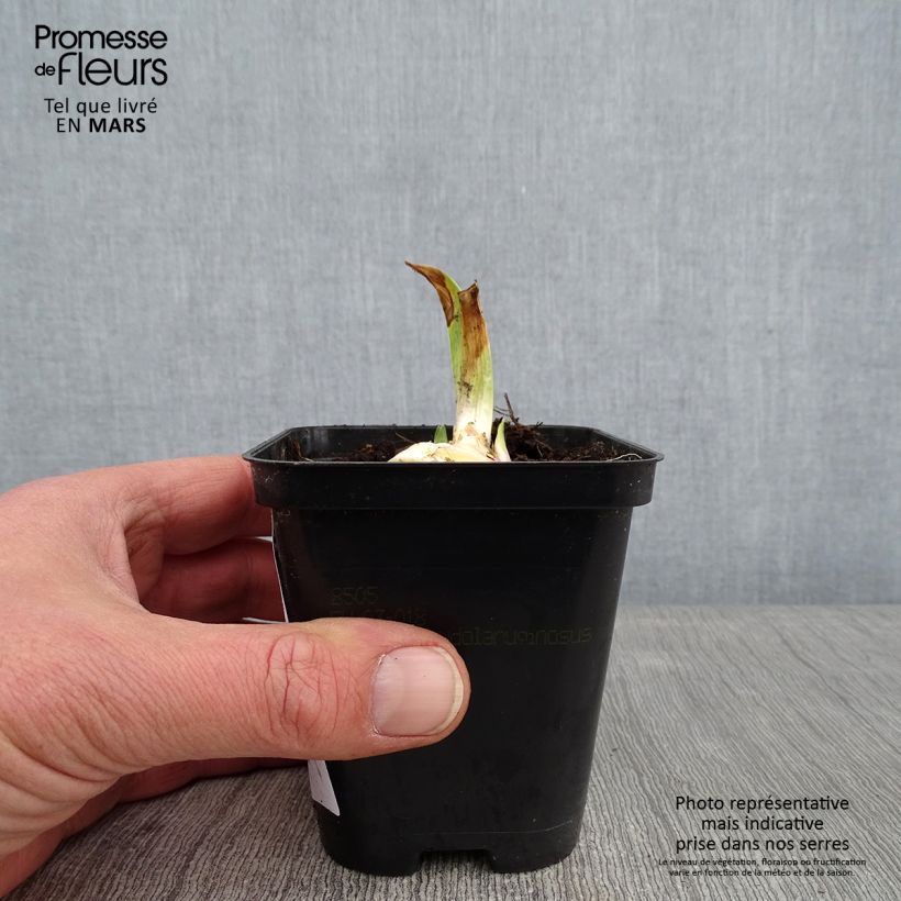 Spécimen de Iris Barbata-Media Bedtime Story Godet de 8/9 cm tel que livré en hiver