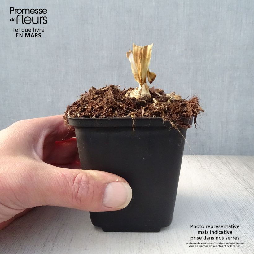 Amostra de Iris germanica Blenheim Royal Vaso de 8/9 cm tal como entregue na primavera