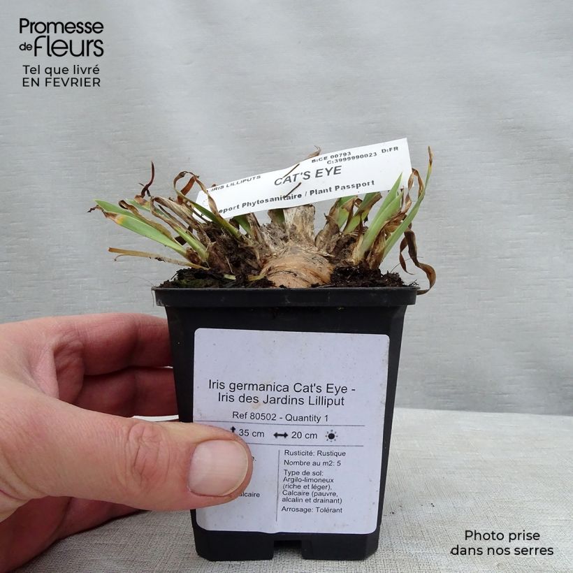 Spécimen de Iris germanica Cat's Eye - Iris des Jardins Lilliput Godet de 8/9 cm tel que livré en hiver