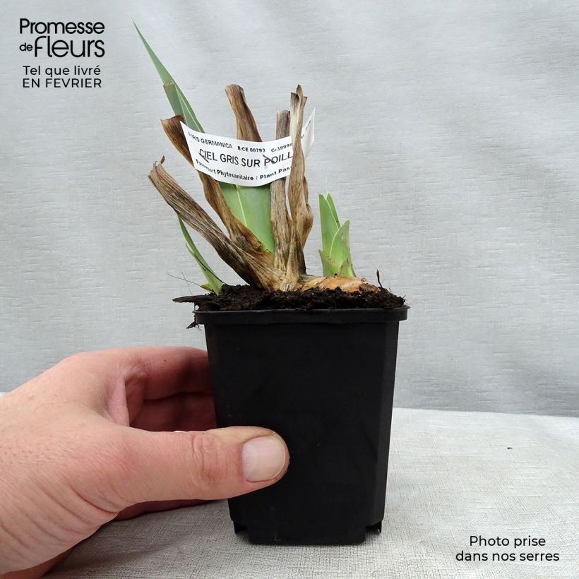 Spécimen de Iris germanica Ciel Gris sur Poilly Godet de 8/9 cm tel que livré en hiver