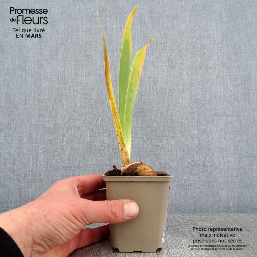 Spécimen de Iris germanica Cigarillo - Iris des Jardins Godet de 8/9 cm tel que livré en hiver
