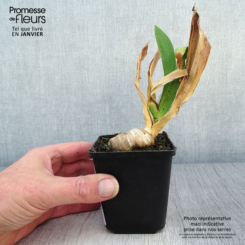 Spécimen de Iris germanica Confiserie - Iris des Jardins Godet de 8/9 cm tel que livré en hiver
