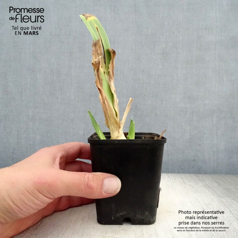 Iris germanica Dance Hall Dandy - Giaggiolo paonazzo Vasetto da 8/9 cm esemplare consegnato in primavera