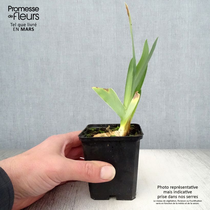 Spécimen de Iris germanica Delta Blues Godet de 8/9 cm tel que livré au printemps