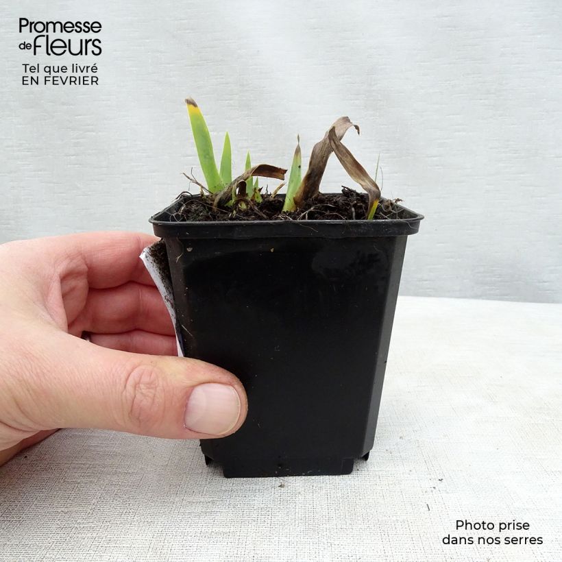 Spécimen de Iris germanica Devil Baby - Iris des Jardins Lilliput Godet de 8/9 cm tel que livré en hiver