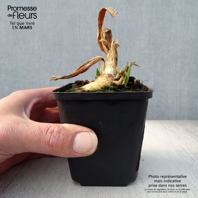 Spécimen de Iris germanica Devil Baby - Iris des Jardins Lilliput Godet de 8/9 cm tel que livré au printemps
