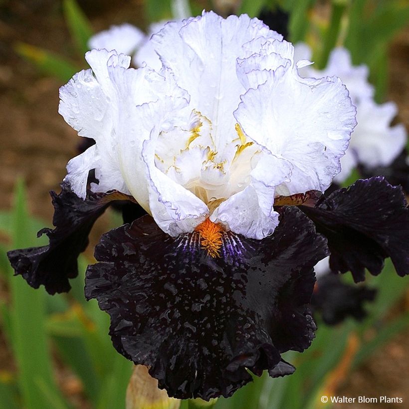Iris germanica Domino Noir - Iris des Jardins (Floraison)
