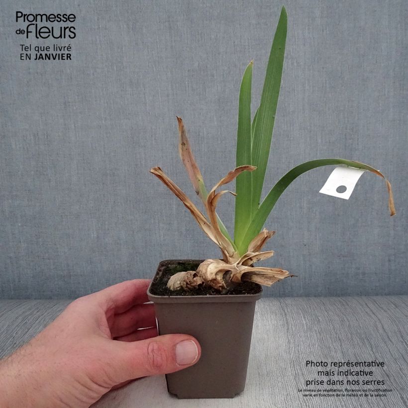 Spécimen de Iris germanica En Ebullition - Iris de Bordure Godet de 8/9 cm tel que livré en hiver