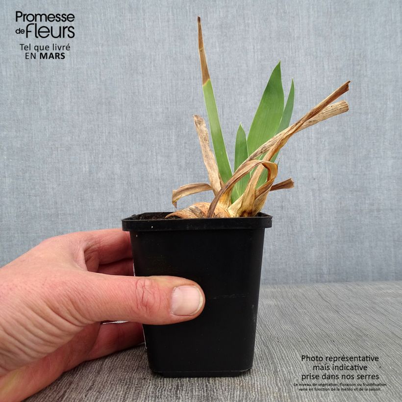 Spécimen de Iris germanica Frison-Roche - Grand Iris des Jardins Godet de 8/9 cm tel que livré en hiver