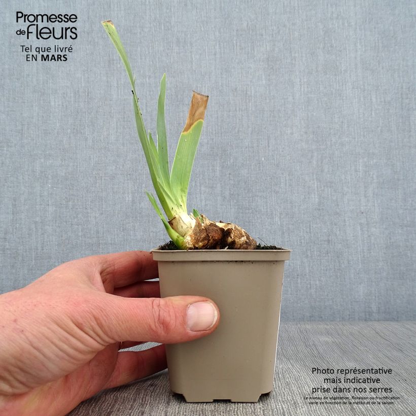 Spécimen de Iris germanica Galopade - Grand Iris des Jardins Godet de 8/9 cm tel que livré en hiver