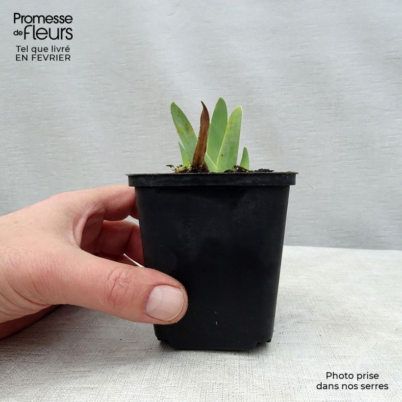 Spécimen de Iris germanica Gipsy Romance Godet de 8/9 cm tel que livré en hiver