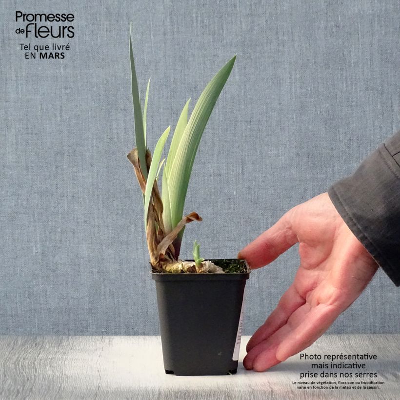 Spécimen de Iris germanica Golden Immortal - Iris des Jardins Godet de 8/9 cm tel que livré au printemps