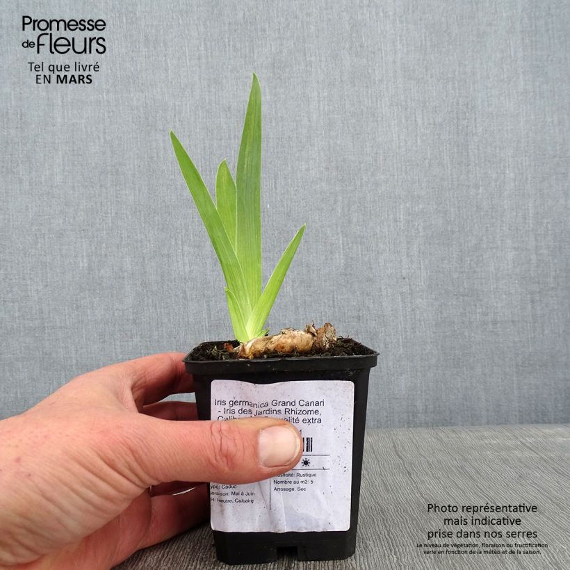 Spécimen de Iris germanica Grand Canari - Iris des Jardins Godet de 8/9 cm tel que livré en hiver