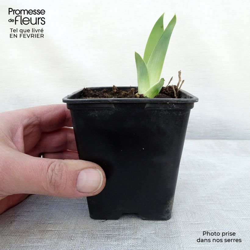 Spécimen de Iris germanica High Stakes - Iris des Jardins Godet de 8/9 cm tel que livré en hiver