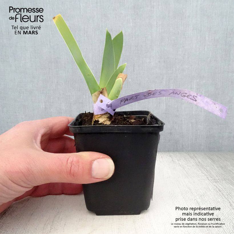 Spécimen de Iris germanica La part des Anges - Iris des Jardins Godet de 8/9 cm tel que livré au printemps