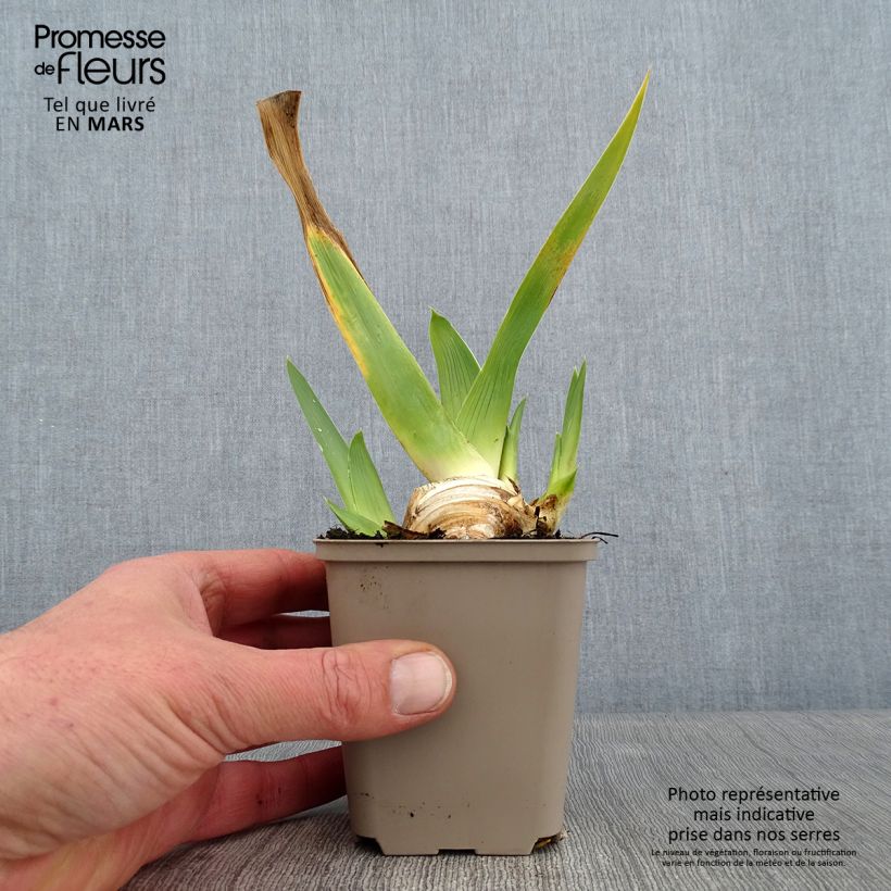 Spécimen de Iris germanica La part des Anges - Iris des Jardins Godet de 8/9 cm tel que livré en hiver