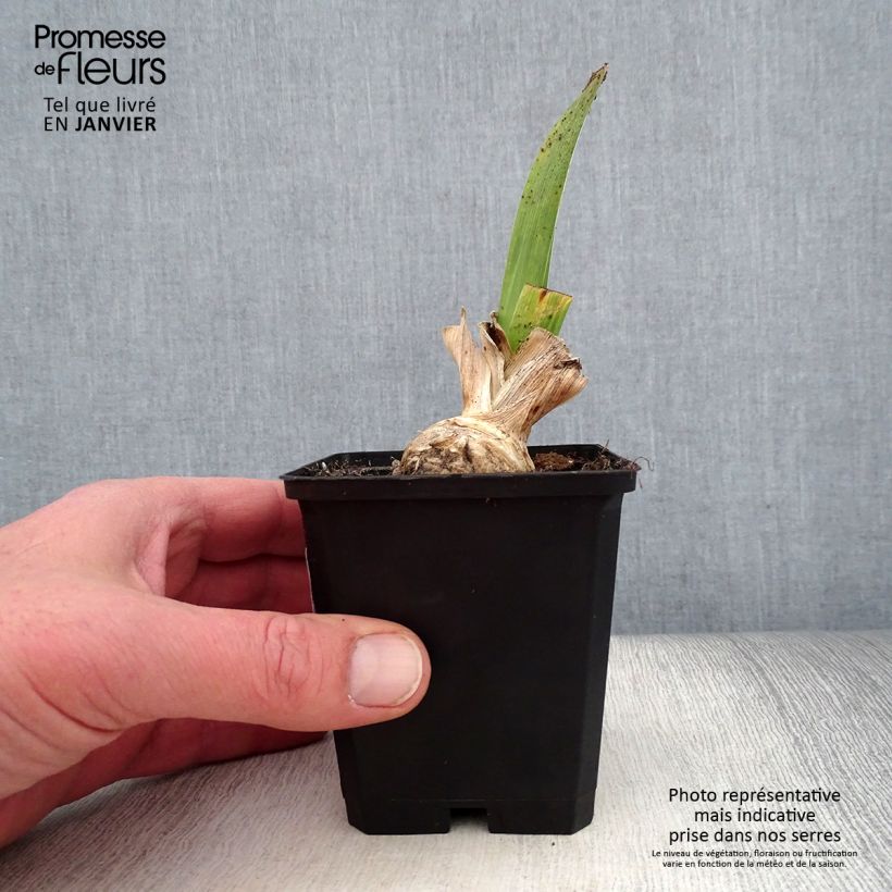 Spécimen de Iris germanica Lucky Locket Godet de 8/9 cm, Calibre 4/6 tel que livré en hiver