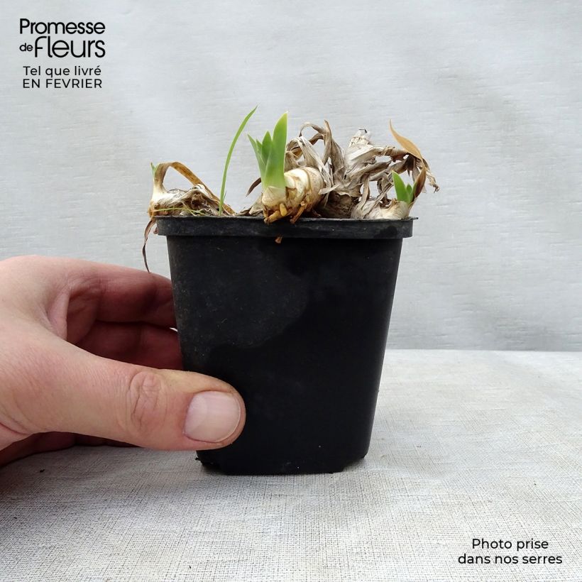Spécimen de Iris germanica Ma Mie - Iris des Jardins Godet de 8/9 cm tel que livré en hiver