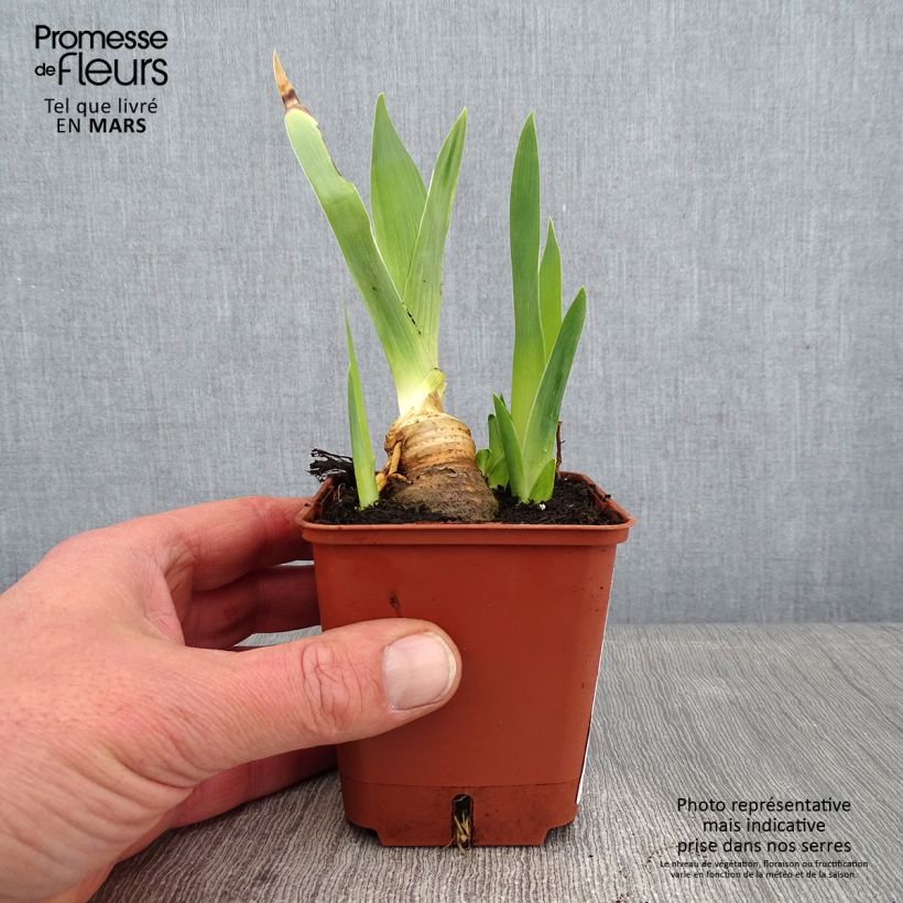 Spécimen de Iris germanica Mariposa Autumn - Iris des jardins remontant. Godet de 8/9 cm tel que livré en hiver