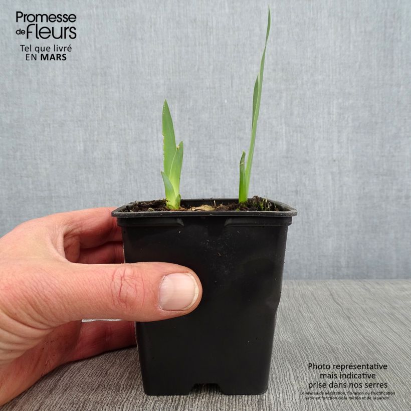 Spécimen de Iris germanica Marron Chaud - Iris des Jardins Godet de 8/9 cm tel que livré en hiver