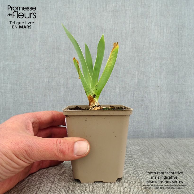 Spécimen de Iris germanica Night Edition Godet de 8/9 cm tel que livré en hiver