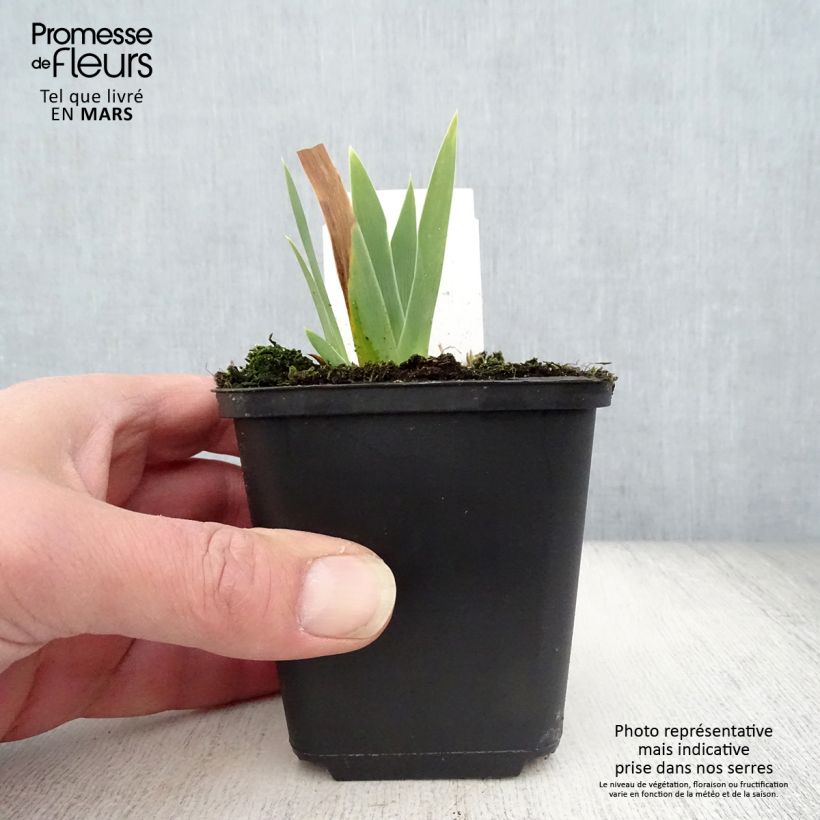 Spécimen de Iris germanica Ola Kala Godet de 8/9 cm tel que livré au printemps