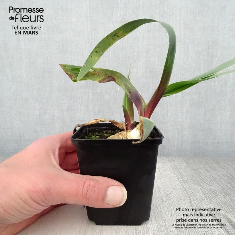 Spécimen de Iris germanica Ominous Stranger - Iris des Jardins Godet de 8/9 cm tel que livré au printemps