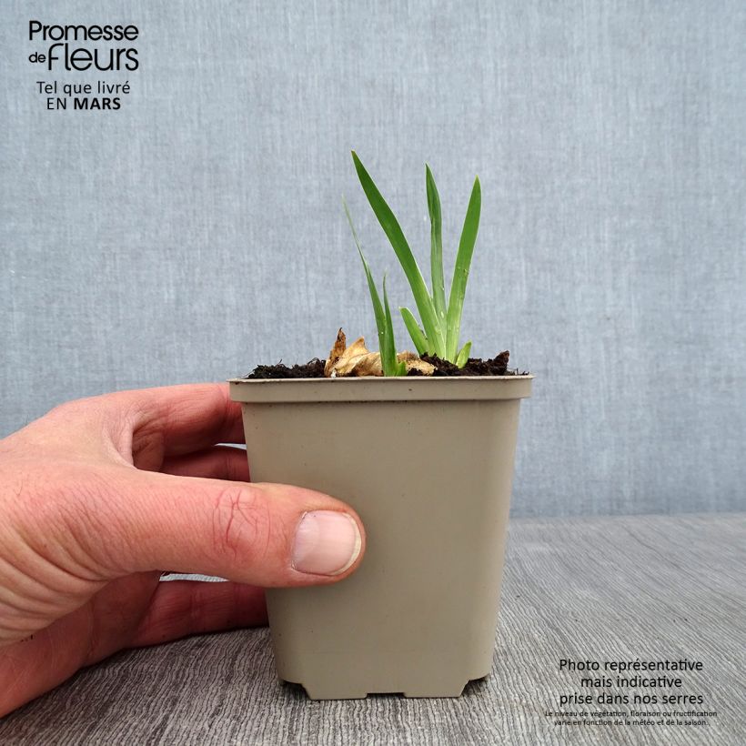 Spécimen de Iris germanica Plaisantin - Iris des Jardins Godet de 8/9 cm tel que livré en hiver