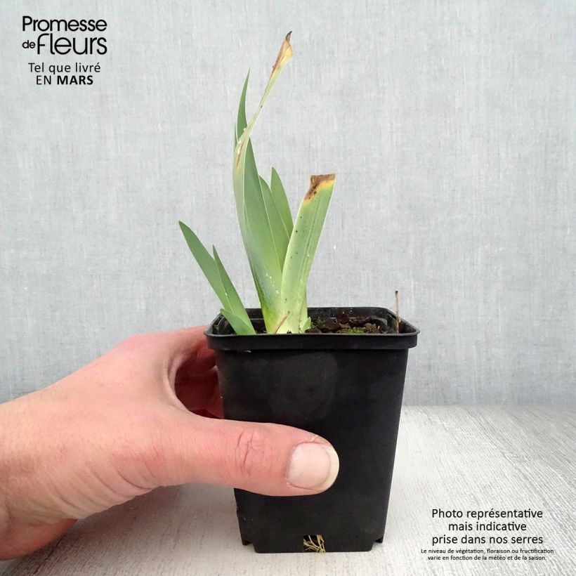 Spécimen de Iris germanica Raspberry Silk Godet de 8/9 cm tel que livré au printemps