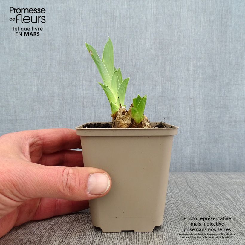 Spécimen de Iris germanica Red Orchid - Iris des Jardins Godet de 8/9 cm, Calibre 4/6 tel que livré en hiver
