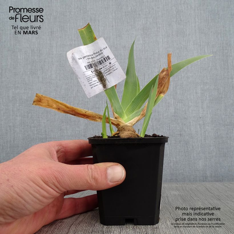 Spécimen de Iris germanica Robe du soir - Iris des Jardins Godet de 8/9 cm tel que livré en hiver