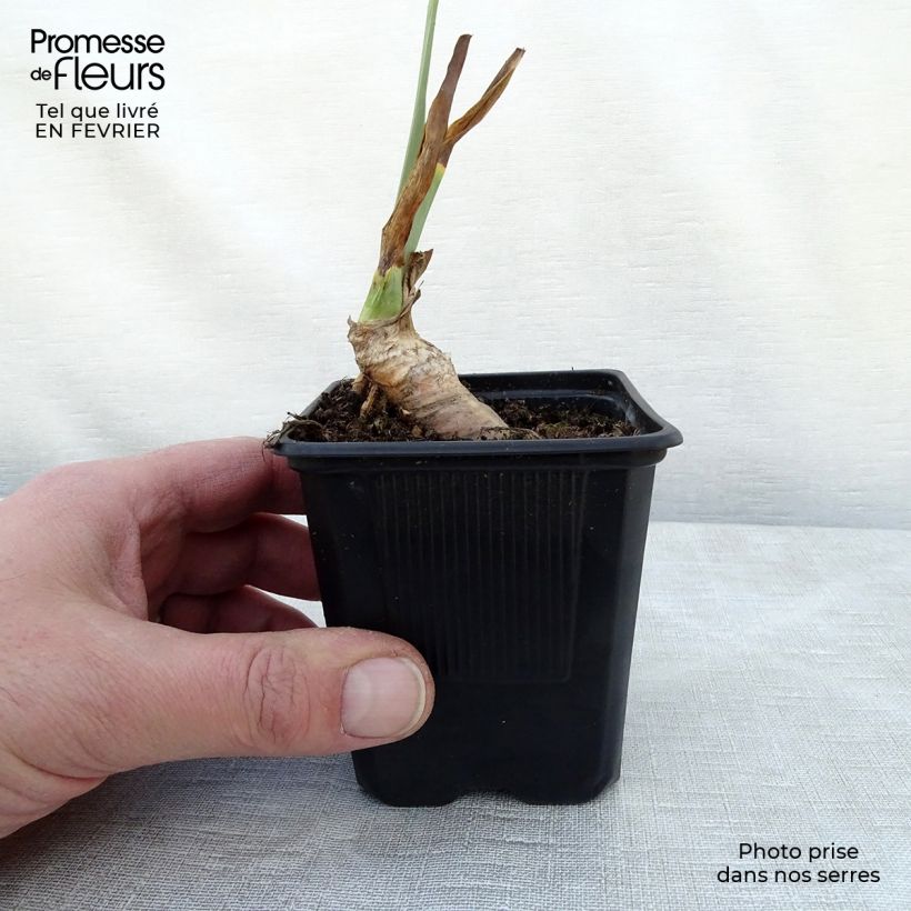 Spécimen de Iris germanica Rosalie Figge - Iris des Jardins Godet de 8/9 cm tel que livré en hiver