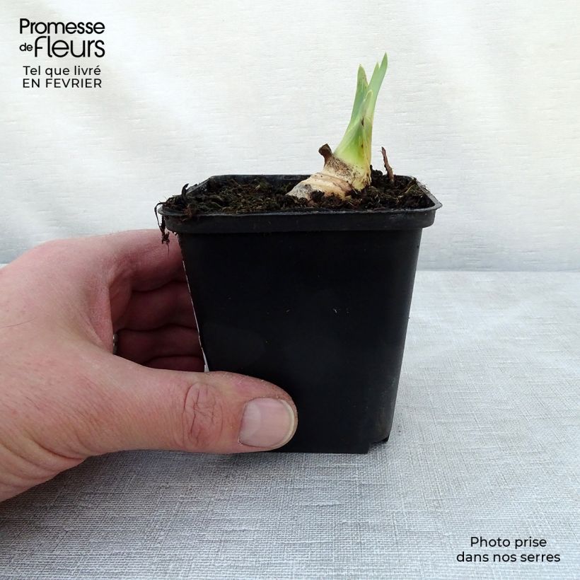 Spécimen de Iris germanica Ruffled Goddess Godet de 8/9 cm tel que livré en hiver