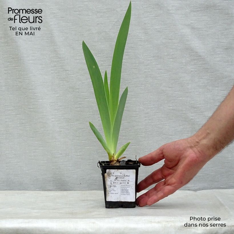 Spécimen de Iris germanica Ruffled Goddess Godet de 8/9 cm tel que livré au printemps