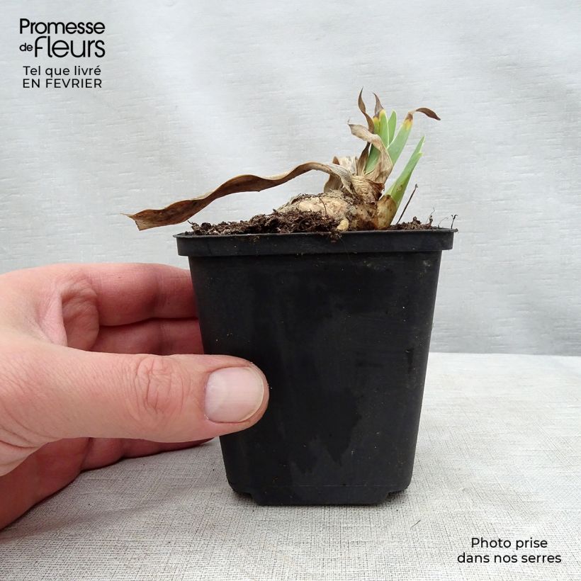 Spécimen de Iris germanica Shah Jehan - Iris des Jardins Godet de 8/9 cm tel que livré en hiver