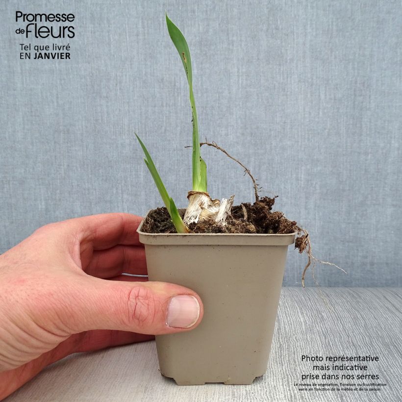 Spécimen de Iris germanica Siva Siva - Iris des Jardins Godet de 8/9 cm, Calibre 4/6 tel que livré en hiver