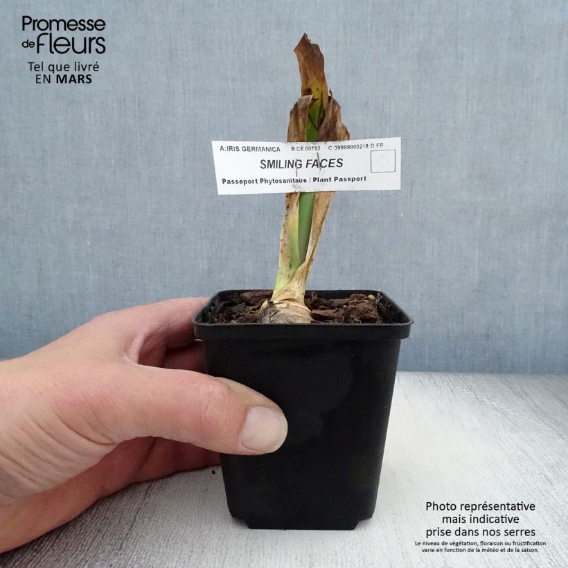 Spécimen de Iris germanica Smiling Faces - Iris des jardins Godet de 8/9 cm tel que livré au printemps