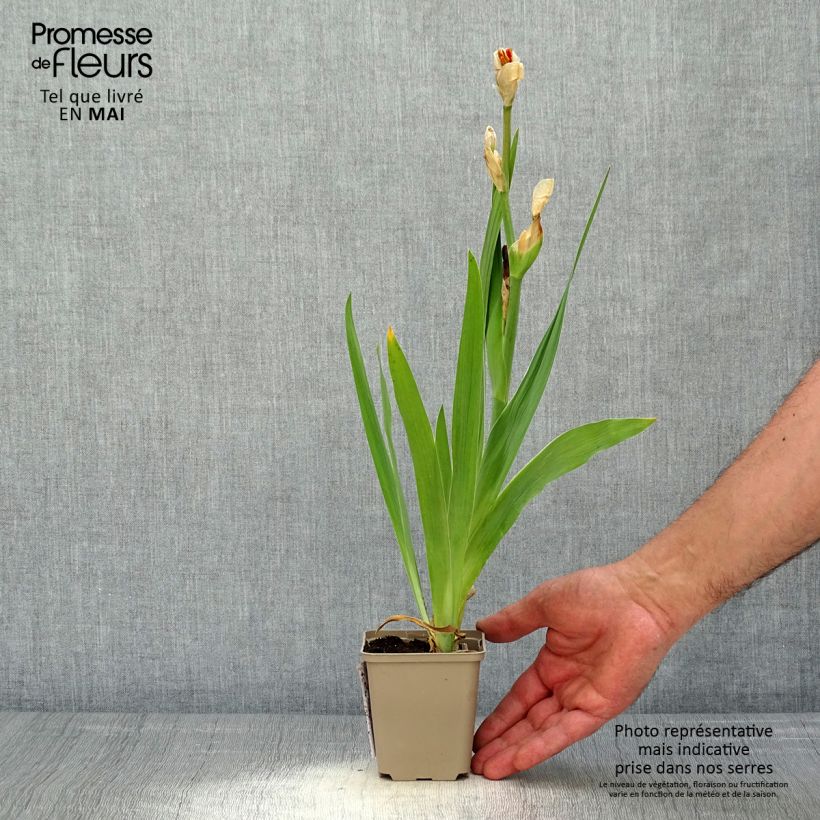 Spécimen de Iris germanica Sorbet Fraise Godet de 8/9 cm tel que livré au printemps