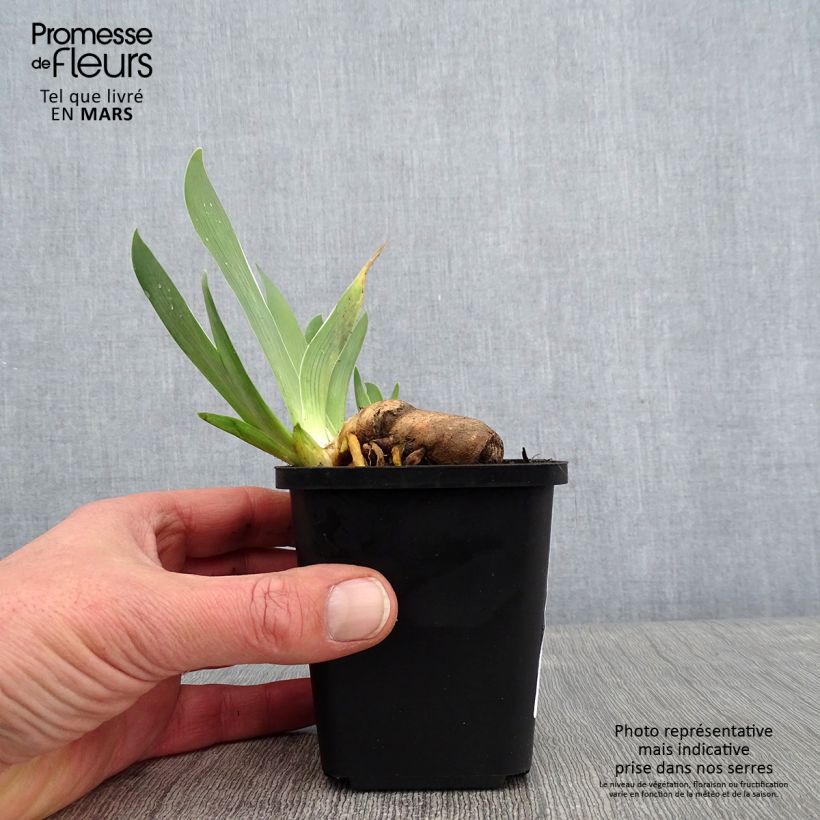 Spécimen de Iris germanica Sorcellerie - Iris des Jardins Godet de 8/9 cm tel que livré en hiver