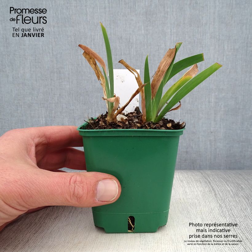 Spécimen de Iris germanica Stellata - Iris des jardins Godet de 8/9 cm tel que livré en hiver