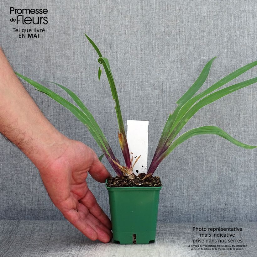 Spécimen de Iris germanica Stellata - Iris des jardins Godet de 8/9 cm tel que livré au printemps