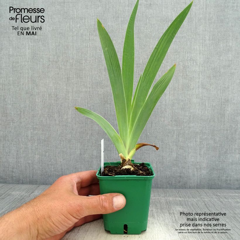 Spécimen de Iris germanica Sultan's Palace - Iris des Jardins Godet de 8/9 cm tel que livré au printemps