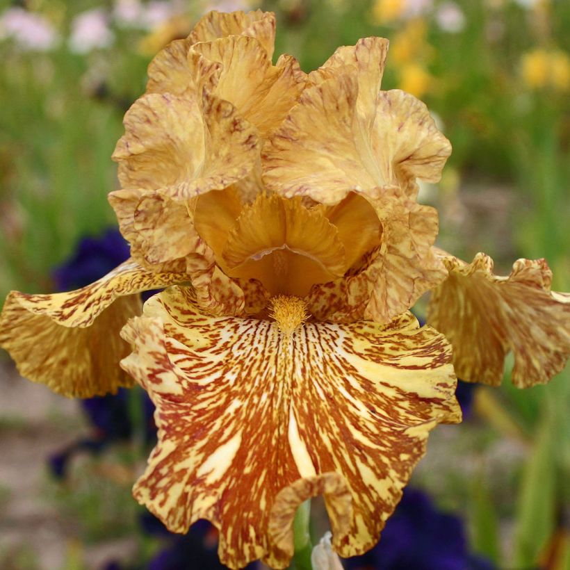 Iris germanica Tiger Honey (Floração)