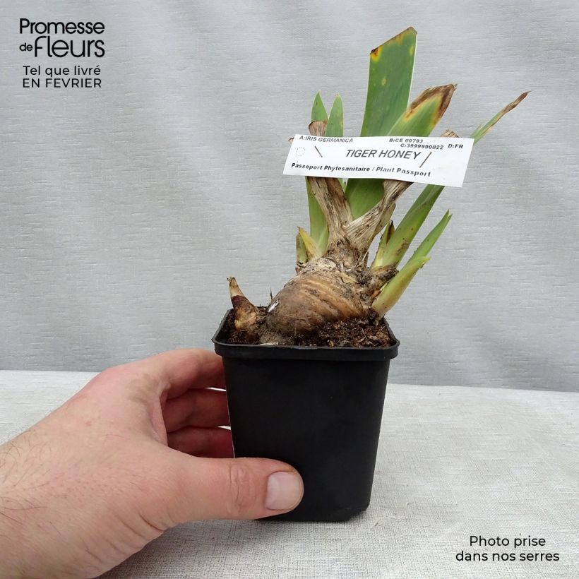 Spécimen de Iris germanica Tiger Honey Godet de 8/9 cm tel que livré en hiver
