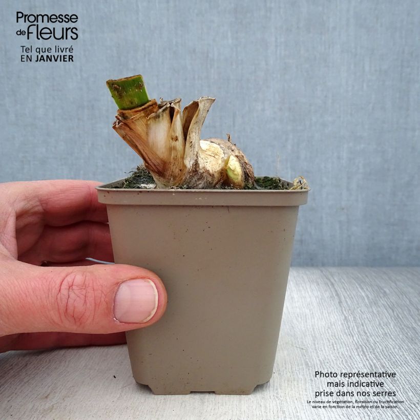 Spécimen de Iris germanica Tuxedo - Iris des Jardins Godet de 8/9 cm tel que livré en hiver