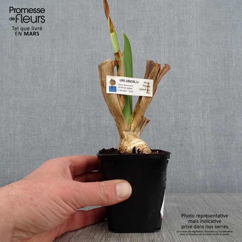 Spécimen de Iris germanica Urluberlu - Iris des Jardins Godet de 8/9 cm tel que livré en hiver