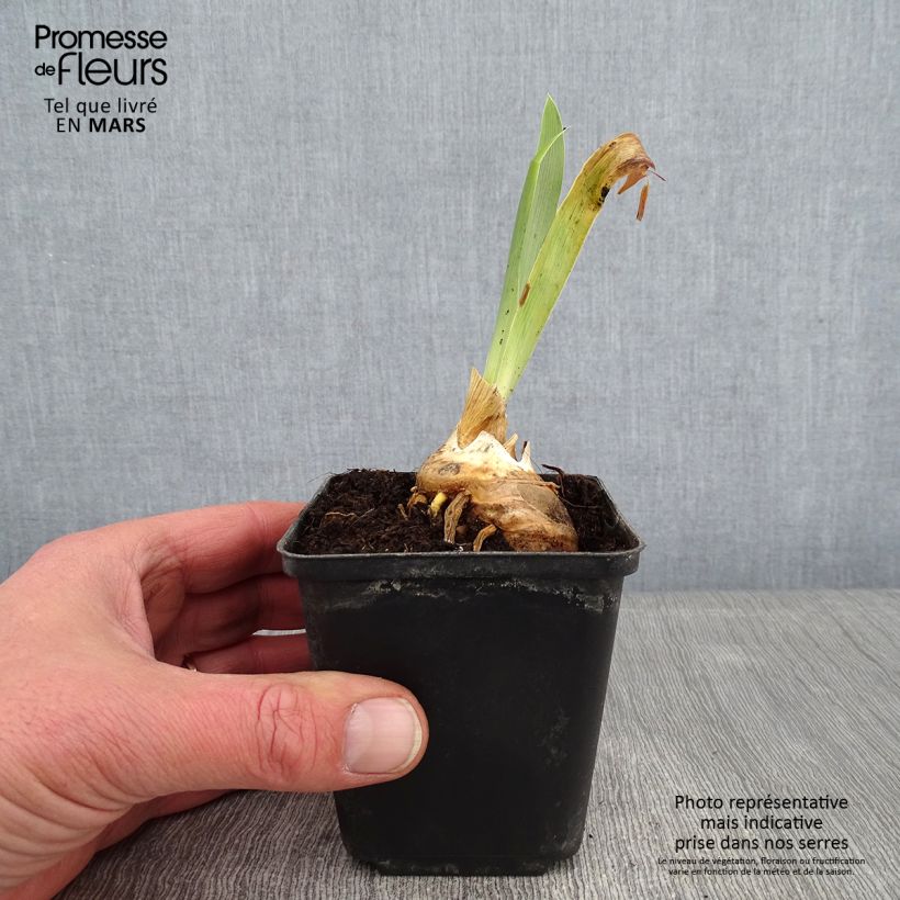 Spécimen de Iris germanica Virgule - Iris des Jardins Godet de 8/9 cm tel que livré en hiver