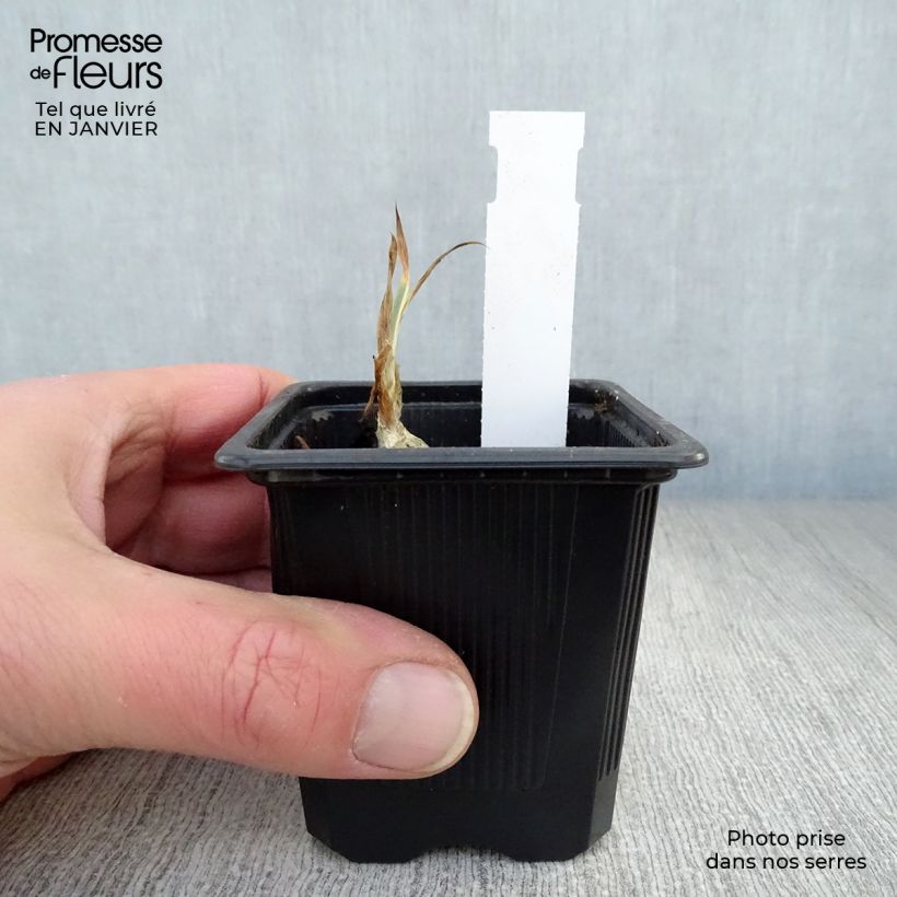 Spécimen de Iris pallida Variegata - Iris pâle panaché de jaune. Godet de 8/9 cm tel que livré en hiver
