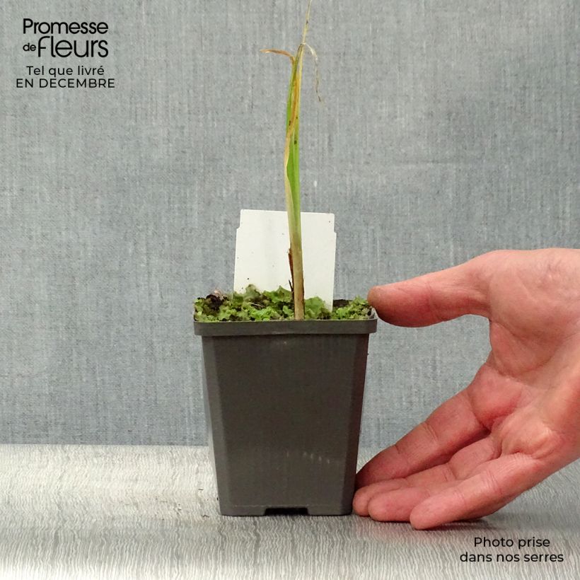 Spécimen de Iris pseudacorus - Iris des marais Godet de 8/9 cm tel que livré en hiver