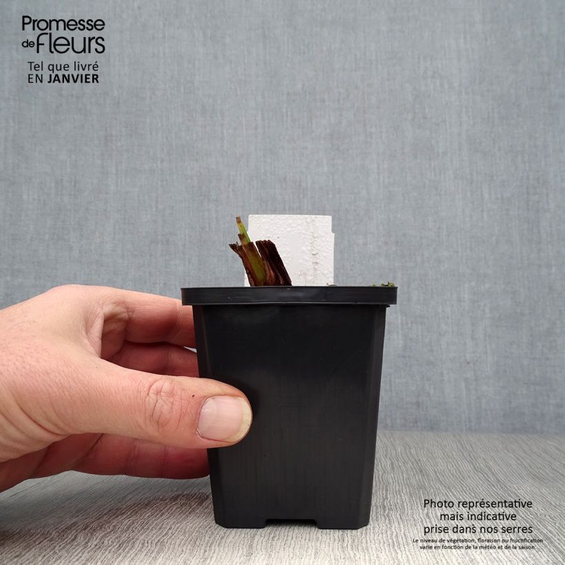 Spécimen de Iris pseudacorus Plena - Iris des marais Godet de 8/9 cm tel que livré en hiver